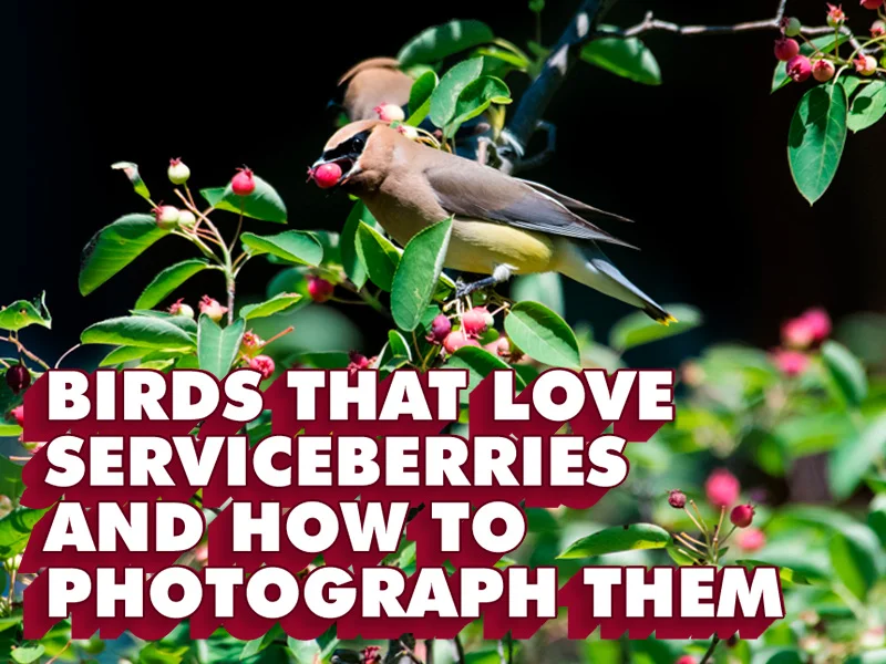 Featured image for “Birds That Love Serviceberries and How To Photograph Them”